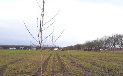 Aanplant voedselbos Eemvallei Zuid op 15 en 16 februari 2020