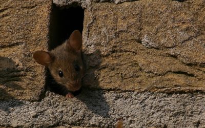 Het wemelt van de ratten en muizen in Oosterwold. Hoe krijg je ze weg?