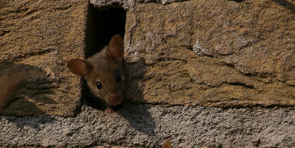 ratten verjagen in de tuin