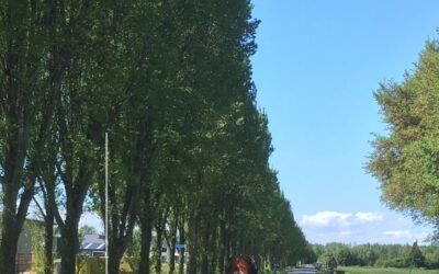 Weghalen 18 iepen aan de Paradijsvogelweg, Paradijsvogelpad en Goudplevierweg