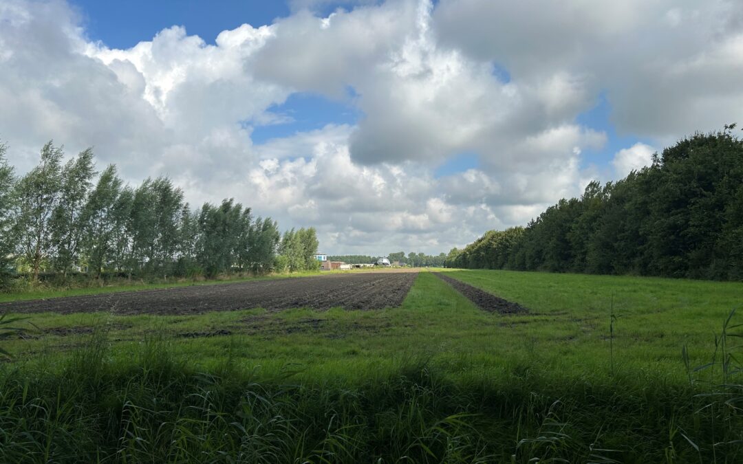 Haver en suikermais op de Stichtse lijn