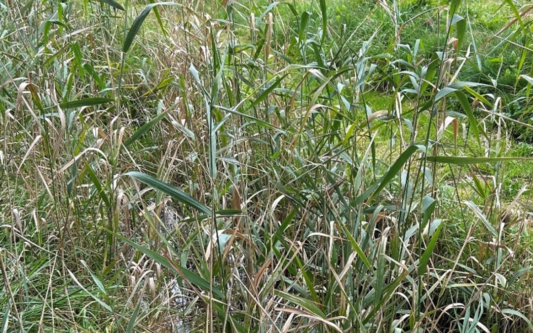 Nieuwe sloten in Oosterwold voor watercompensatie en natuurverbetering