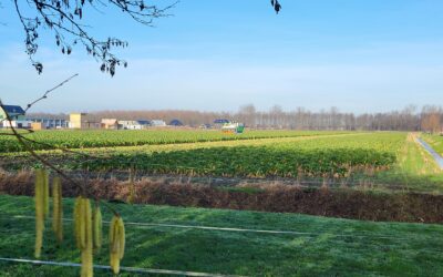 3 scenario’s voor het Spruitjesveld